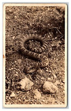 RPPC Rattle snake ready to strike picture