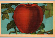 Postcard Fine Red Apple Fruit Vintage Linen Unposted Apple Tree Post Card picture