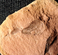 Insect Carboniferous fossil wings very rare nodule from Europe not Mazon Creek picture