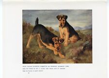 WELSH TERRIER NAMED DOGS ANTIQUE 1907 DOG ART PRINT artist LILLIAN CHEVIOT picture