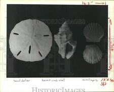 1982 Press Photo Sand dollar and shell display - hcx18287 picture