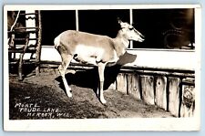 Mercer Wisconsin WI Postcard RPPC Photo Monte Trude Lake Animal c1910's Antique picture