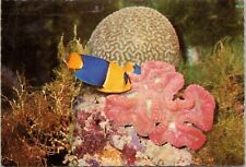 postcard New Zealand - Brain and Alcyonarig Coral picture