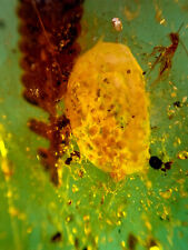 Burmese burmite Cretaceous Animal eggs and leaves insect fossil amber Myanmar picture