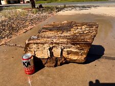 large Arizona petrified wood log fossils picture