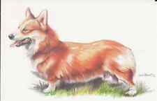 Glossy DOG PEMBROKE WELSH CORGI Drawing Color Art Chinese Publishing Postcard picture