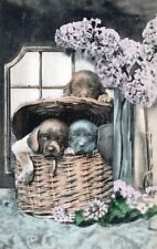 Three Dogs And Wicker Basket Postcard picture