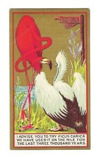 c1890 Victorian Trade Card Ficus Carica, Brighton Pharmaceutical Co.  Flamingo picture