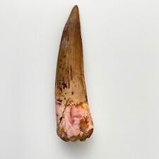 Spectacular Museum Quality Spinosaurus Tooth Fossil | 3.33