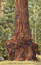 Linen Postcard - Animal Tree - Big Basin - California picture