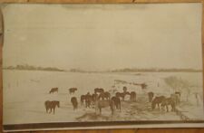 Pleasanton, IA 1912 Realphoto Postcard: Horses/Colts in Snow - Iowa picture