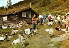 VTG PHOTO POSTCARD        NORGE NORWAY  HERD OF GOATS AT THE OUT FARM picture