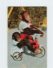 Postcard Me And My Shadow, Chimpanzees at the Monkey Jungle, Miami, Florida picture