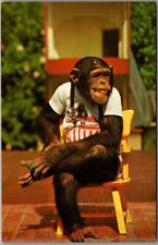 1960s MIAMI Florida Postcard MONKEY JUNGLE / Chimpanzee Sitting In Chair /Unused picture