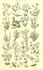 SAND-WORTS. Marsh Alpine Plantain-Fine-Thyme-leaved Fringed Norway. SOWERBY 1890 picture