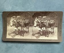 Vintage Pony Horse B&W Stereoview Card Early 1900's  picture