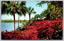 Florida Azalea Flowers Tropical Foliage Scenic Beachfront Chrome Postcard picture