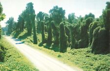 Postcard MS Kudzu along the Highway Oriental Legume Deep South Roadbanks picture