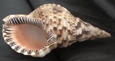 LARGE BEAUTIFUL VINTAGE STRIPED CONCH SEA SHELL- EXCELLENT CONDITION picture