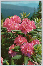 Magnificent Purple Rhododendron Great Smokey Mountains Natl Park 1958 picture