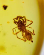 Cretaceous burmite Fossil Burmese burmite spider insect amber Fossil Myanmar picture