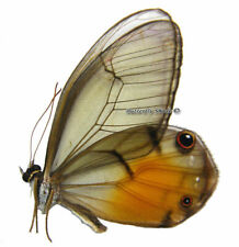 Unmounted Butterfly / Nymphalidae - Haetera piera ssp., Male, Peru picture