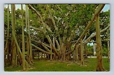 Fort Myers FL- Florida, Banyan Tree, Antique, Vintage Souvenir Postcard picture