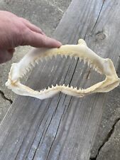 SHARKS JAW -- REAL SHARKS TEETH -- UNKNOWN SHARK -- Lots of Teeth picture