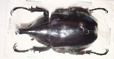 Dynastinae Xylotrupes gideon A1 38mm+ from AMBON - #4133 picture