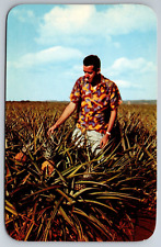 Vintage Postcard HI Wahiawa Pineapple Fields Man Chrome ~13587 picture