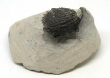 TRILOBITE Metacanthina Fossil Morocco 390 Million Years old #15249 6o picture