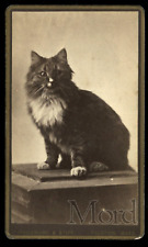 19th Century CAT CDV Photo ~ Taunton Massachusetts 1870s picture