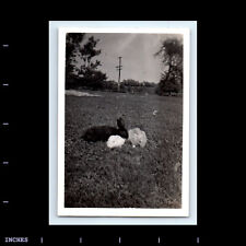 Vintage Photo BUNNY RABBIT IN FIELD picture