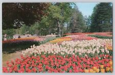 Tulips Kingwood Center Mansfield OH Ohio Postcard LL Cook VTG UNP Vintage Unused picture