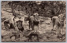 Young Lions African Plains New York Zoologica Park Black White UNP VTG Postcard picture