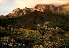 Jeff Gnass, Ajo Mountains, southern Arizona, Brittlebush, Jumping Postcard picture