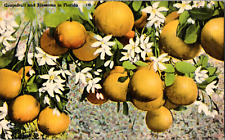 Vintage 1940's Grapefruit and Blossoms in Florida FL Postcard  picture