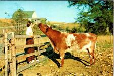 South Lyon, MI Michigan  GREETINGS~GIRL FEEDING COW  Oakland County  Postcard picture