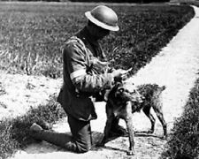Soldier reading message from messenger Dog 8x10 WWI WW1 Photo 26 picture