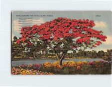 Postcard Royal Poinciana Tree in Full Bloom Florida USA picture