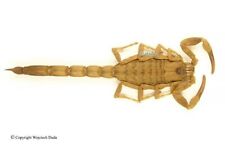 Mesobuthus martensii, nice scorpion picture