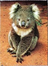 postcard - The Australian Koala picture