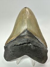 Megalodon Shark Tooth 5.44” Big - Serrated Fossil - Authentic 18245 picture