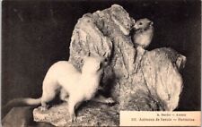 ERMINES, Animals of Savoy, Animoux de Savoie, FRANCE Postcard picture