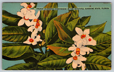 c1940s Orange Blossoms Sunshine State Florida White Flowers Vintage Postcard picture