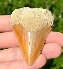Indonesian Megalodon Sharks Tooth Fossil Serrated Megladon Indonesia picture