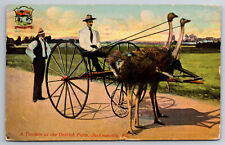 Vintage Postcard FL Jacksonville Tandem Ostrich Pulling Cart Man c1914 ~7148 picture