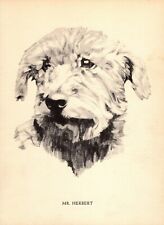 1930s Vintage Irish Wolfhound Print Wall Art Decor Philip Duncan Art 5444p picture