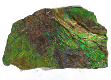 Stunning IRIDESCENT Fossil AMMOLITE Slab Reflective RAINBOW Mineral Specimen  picture
