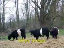 Photo 6x4 Belted Galloway cattle, Bishopstone Belties enjoying hay in the c2008 picture